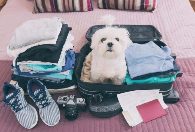 Pets in airport